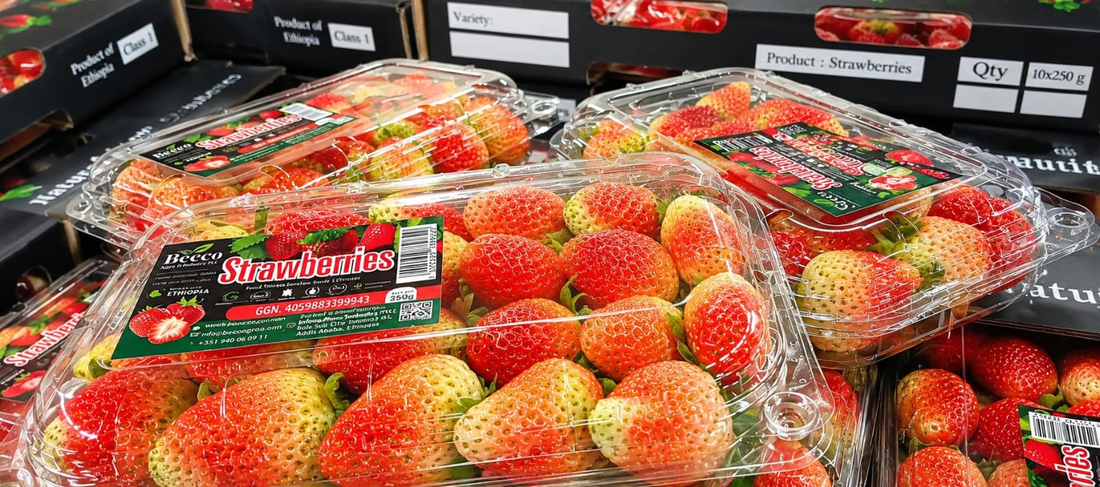 Calinda strawberries grown by Beeco
