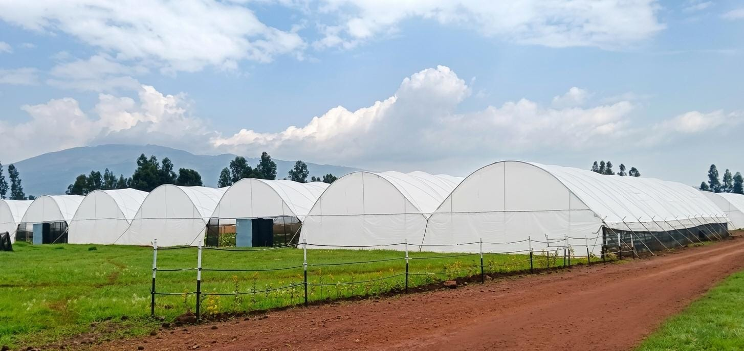 Beeco greenhouse tunnels in the Holeta highlands